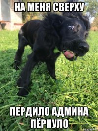на меня сверху пердило админа пёрнуло