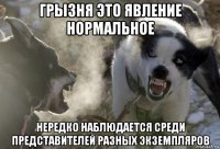 грызня это явление нормальное нередко наблюдается среди представителей разных экземпляров