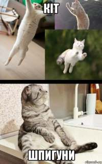 кіт шпигуни