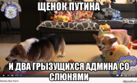 щенок путина и два грызущихся админа со слюнями