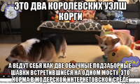 это два королевских уэлш корги а ведут себя как две обычные подзаборные шавки встретившиеся на одном мосту. это норма в модерской интернетовской среде
