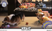  крыс