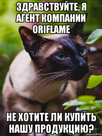 здравствуйте, я агент компании oriflame не хотите ли купить нашу продукцию?