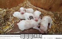  щщщенок