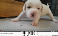 щщенок