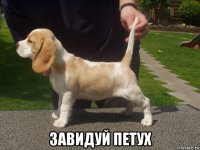  завидуй петух
