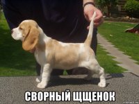  сворный щщенок