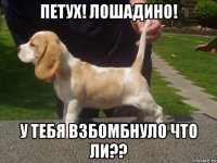 петух! лошадино! у тебя взбомбнуло что ли??