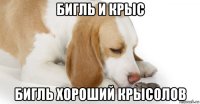 бигль и крыс бигль хороший крысолов