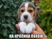  на кролика похож