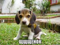  щщщенок