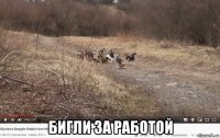  бигли за работой