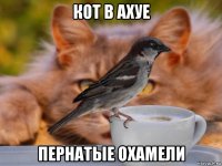 кот в ахуе пернатые охамели