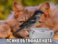  псино обтяфкал кота