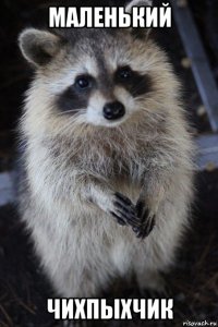 маленький чихпыхчик