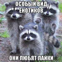 особый вид енотиков они любят лайки