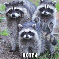  их три