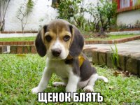  щенок блять