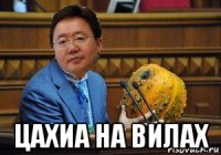  цахиа на вилах