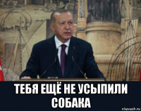  тебя ещё не усыпили собака