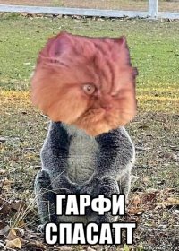  гарфи спасатт
