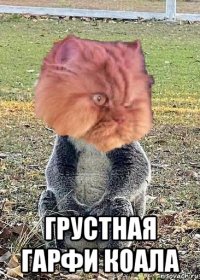  грустная гарфи коала