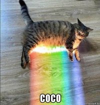  coco