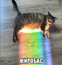  жиробас