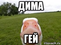 дима гей