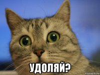  удоляй?