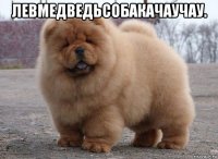 левмедведьсобакачаучау. 