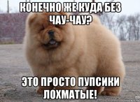 конечно же куда без чау-чау? это просто пупсики лохматые!