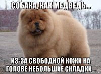 собака, как медведь... из-за свободной кожи на голове небольшие складки...