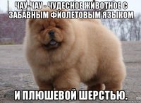 чау-чау - чудесное животное с забавным фиолетовым языком и плюшевой шерстью.