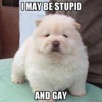 i may be stupid and gay