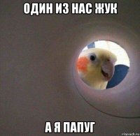 один из нас жук а я папуг