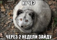 ну че? через 2 недели зайду