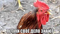  петухи своё дело знают