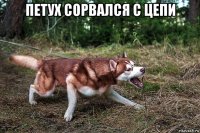 петух сорвался с цепи 