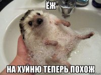 ёж на хуйню теперь похож