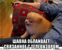  шавка облаивает связанное с телевизором