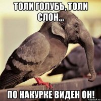 толи голубь, толи слон... по накурке виден он!