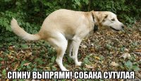  спину выпрями! собака сутулая