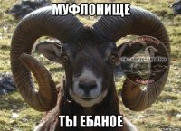 муфлонище ты ебаное