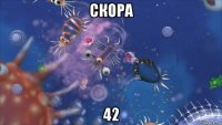 скора 42