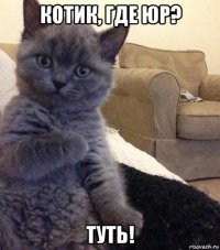 котик, где юр? туть!