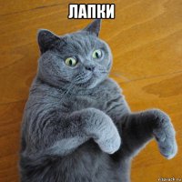 лапки 