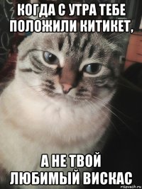 когда с утра тебе положили китикет, а не твой любимый вискас