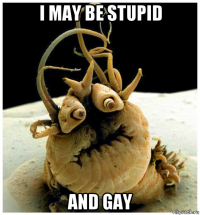 i may be stupid and gay