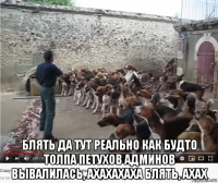  блять да тут реально как будто толпа петухов админов вывалилась, ахахахаха блять, ахах